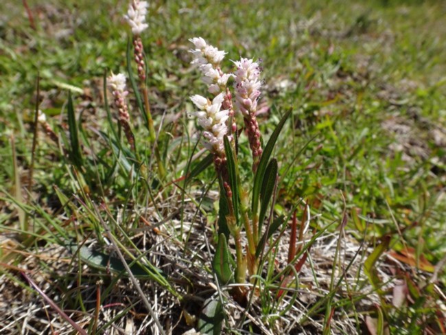 20b-Polygonum viviparum.jpg