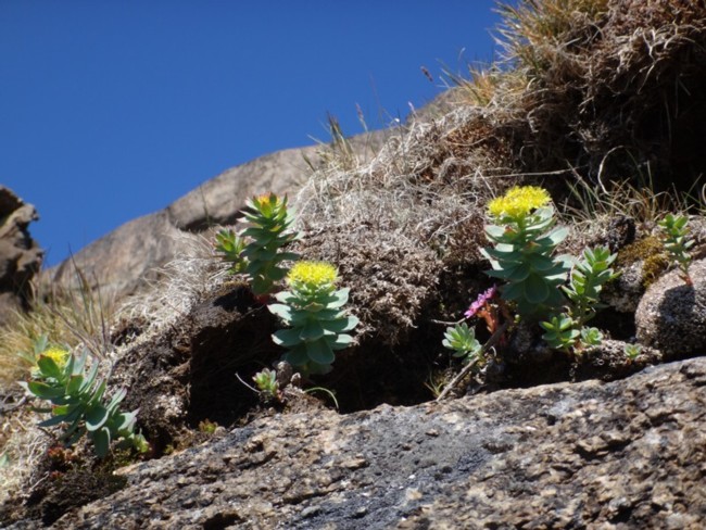 21b-Rhodiola rosea.jpg