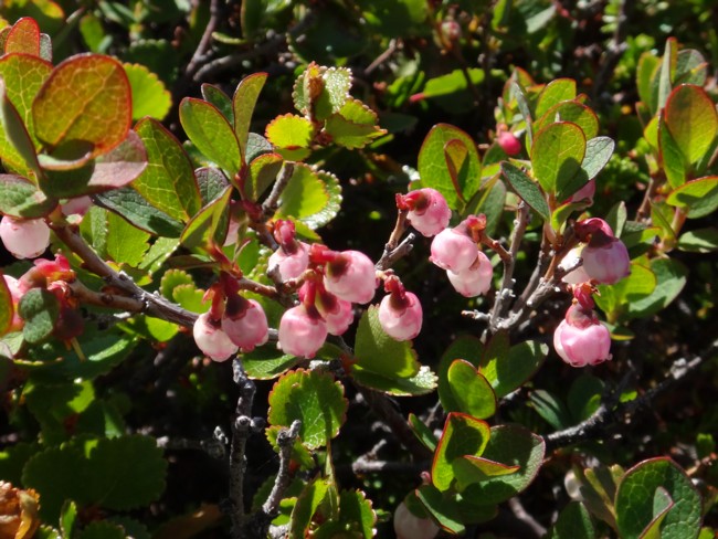 23b-Vaccinium uliginosum.jpg