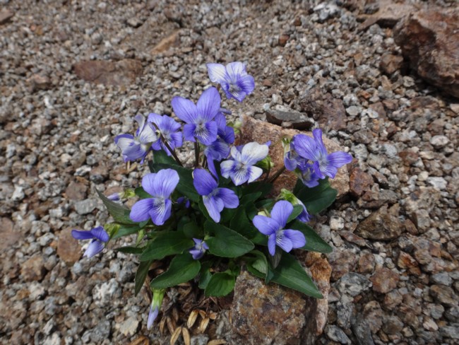 25b-Viola canina subsp montana.jpg
