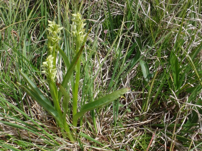 26b-Platanthera hyperborea.jpg