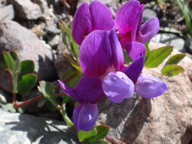 27b-Lathyrus maritimus.jpg