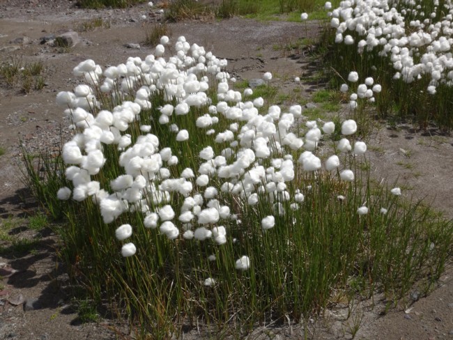 28b-Eriophorum scheuchzeri.jpg