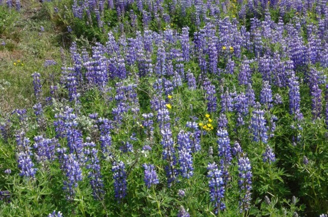 30b-Lupinus nootkatensis.jpg