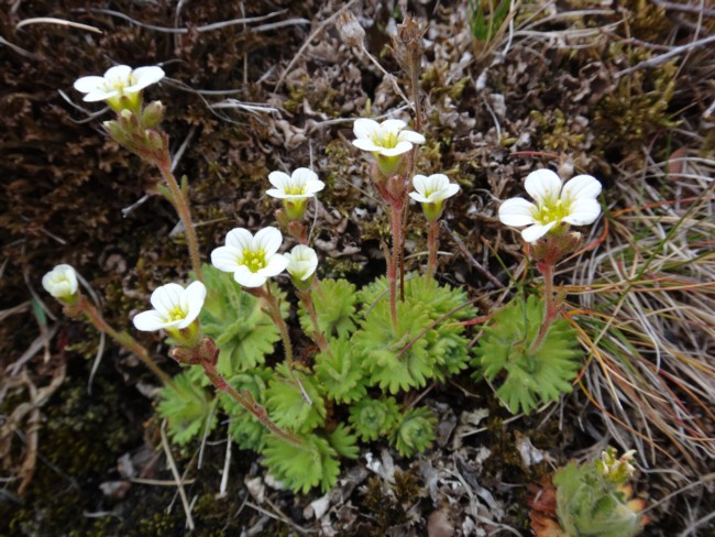 31b-Saxifraga cespitosa.jpg