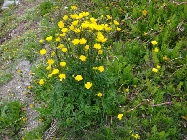 32b-Ranunculus acris.jpg