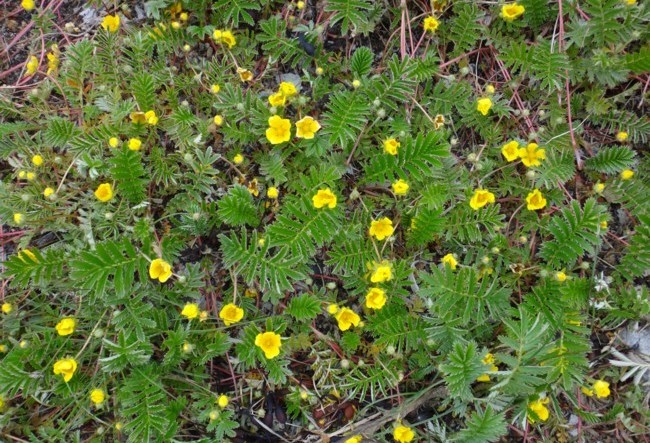 33b-Potentilla anserina.jpg