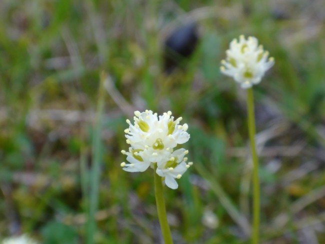 37b-Tofieldia pusilla.jpg