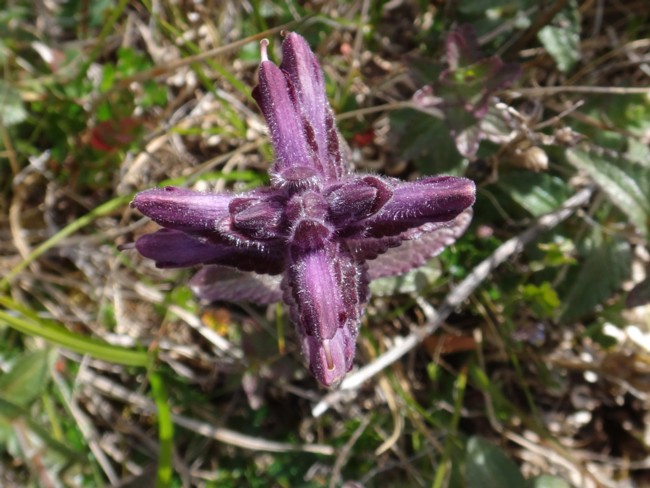 38b-Bartsia alpina.jpg