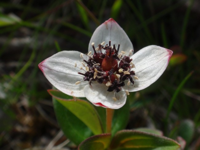 39b-Cornus suecica.jpg