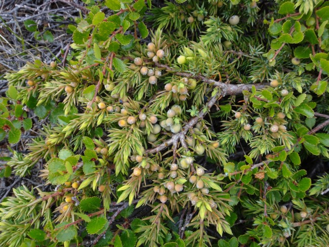 41b-Juniperus communis.jpg