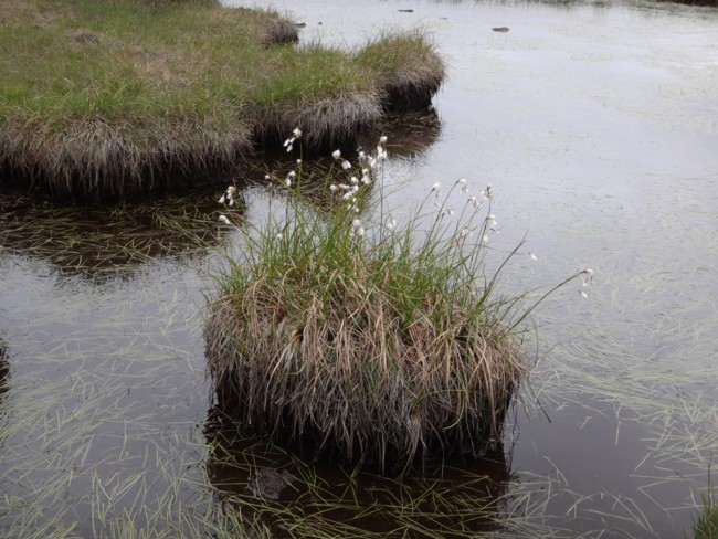 43b-Eriophorum triste.jpg