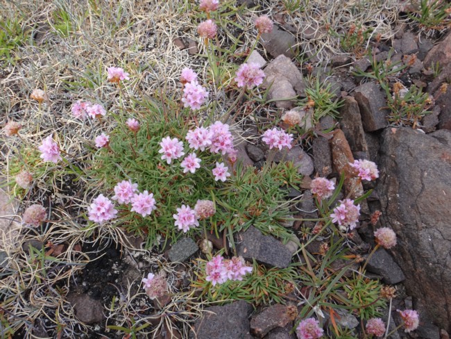 45b-Armeria maritima.jpg