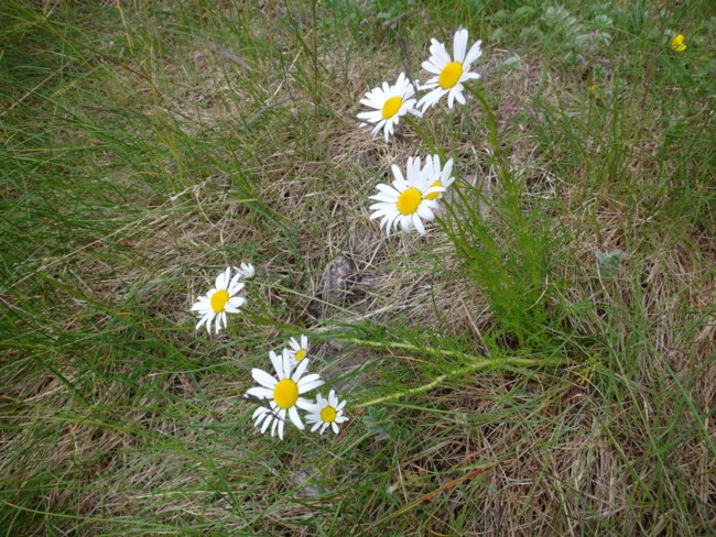 47b-Tripleurospermum maritimum.jpg