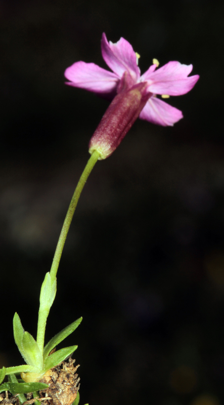 Caryophyllacées - Dianthus sp 1 (Oeillet ) - Savoie Vanoise 2100 m red 2.jpg