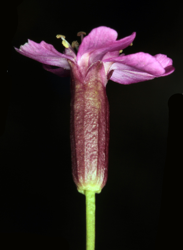 Caryophyllacées - Dianthus sp 1 (Oeillet ) - Savoie Vanoise 2100 m red 3.jpg