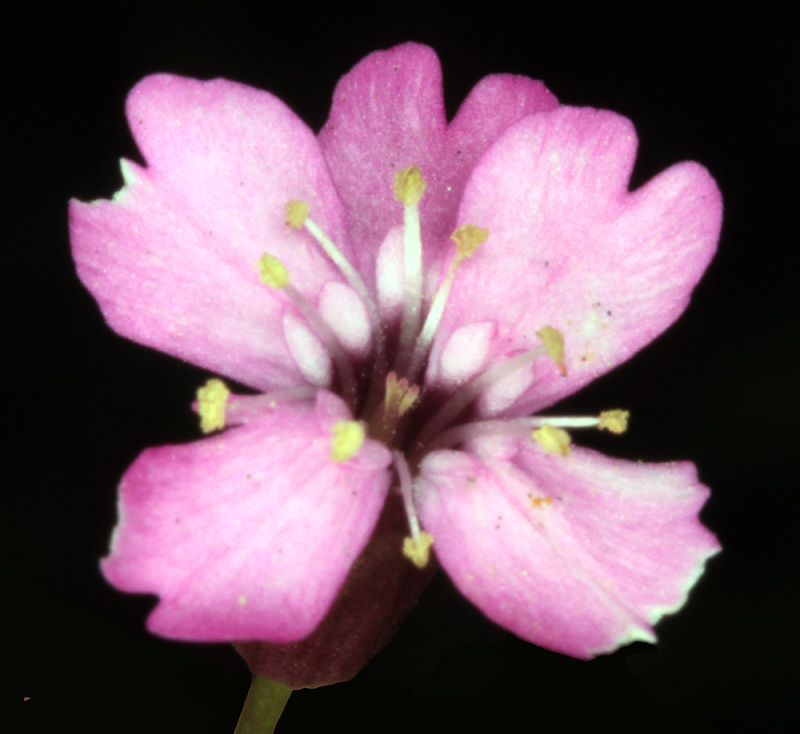 Caryophyllacées - Dianthus sp 1 (Oeillet ) - Savoie Vanoise 2100 m red 4.jpg