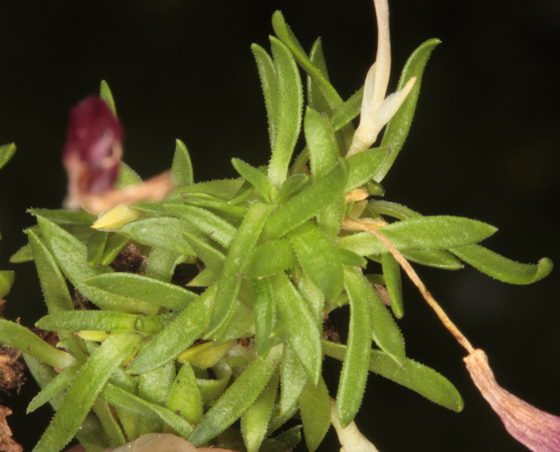 Caryophyllacées - Dianthus sp 1 (Oeillet ) - Savoie Vanoise 2100 m red 6.jpg