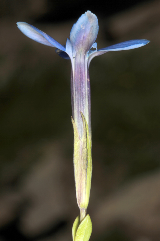 Gentiacées - gentiana  red 2.jpg