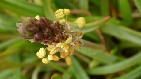 Plantain maritime Plantago maritima subsp maritima Réduite.jpg