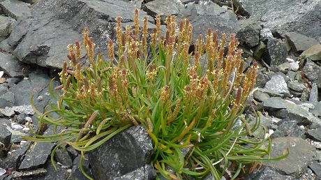 Plantain maritime Plantago maritima subsp maritima 2 Reduite.jpg