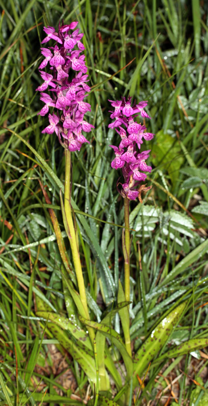 Orchidacées - X 1 - Savoie Galibier 1600 m red 1.jpg