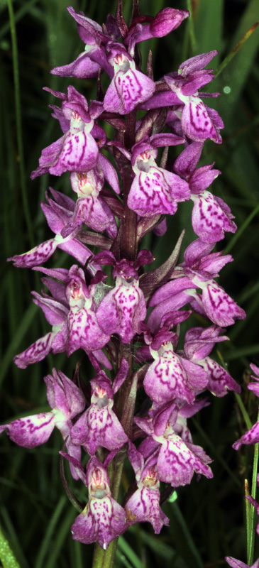 Orchidacées - X 1 - Savoie Galibier 1600 m red 2.jpg