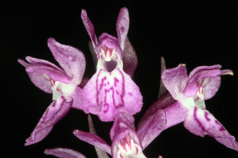Orchidacées - X 1 - Savoie Galibier 1600 m red 3.jpg