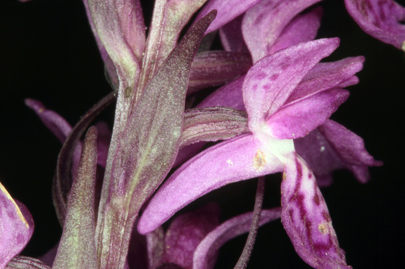Orchidacées - X 1 - Savoie Galibier 1600 m red 4.jpg