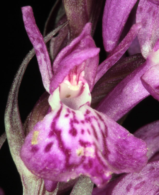 Orchidacées - X 1 - Savoie Galibier 1600 m red 5.jpg