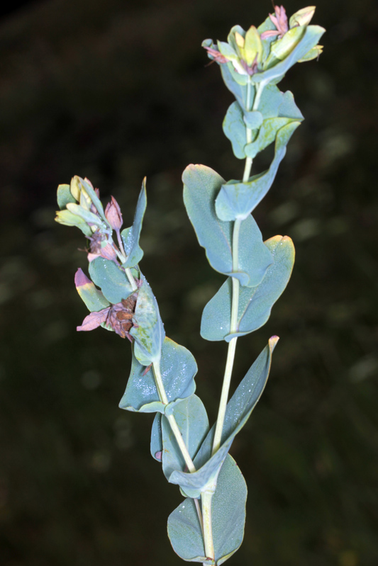 Brassicacées - Isatis alpina (Pastel d'Allionii) - Savoie Est Vanoise 1800 m red.jpg