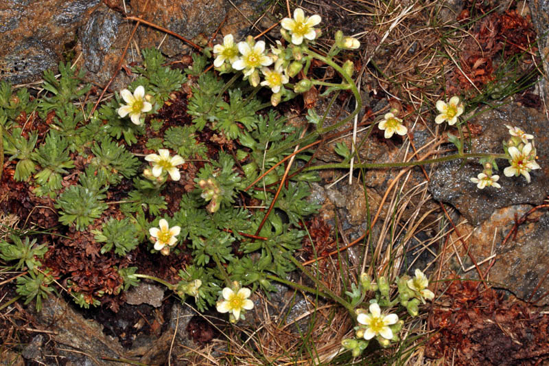 Saxifragacées - Saxifraga sp 1 - Savoie Col de l'Iseran 2700 m red 1.jpg