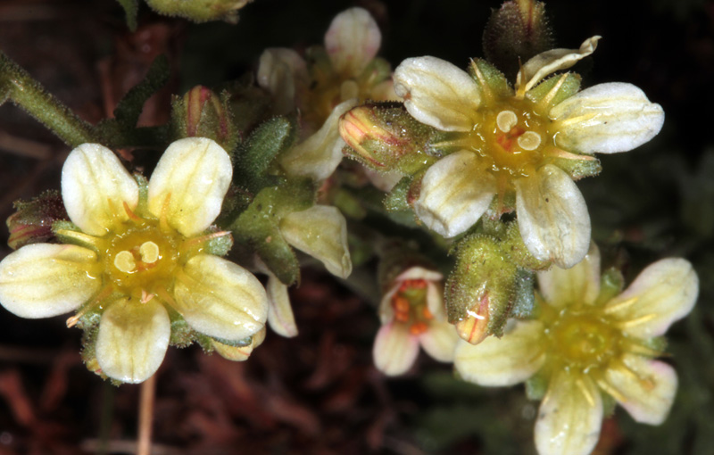 Saxifragacées - Saxifraga sp 1 - Savoie Col de l'Iseran 2700 m red 2.jpg