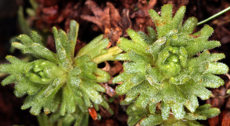 Saxifragacées - Saxifraga sp 1 - Savoie Col de l'Iseran 2700 m red 3.jpg