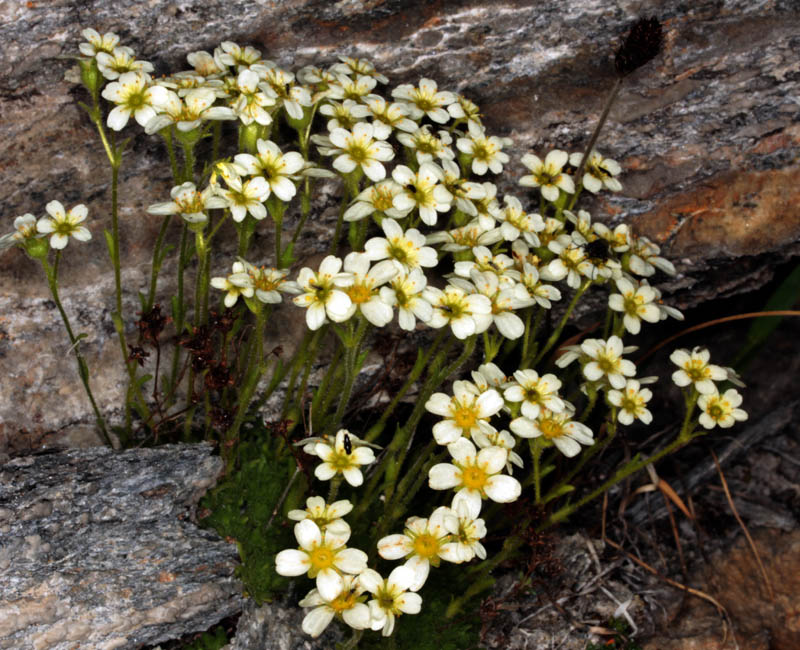 Saxifragacées - Saxifraga sp 3 - Savoie Col de l'Iseran 2700 m red 1.jpg