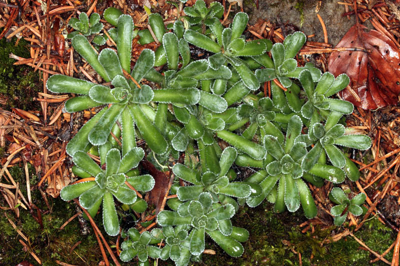 Saxifragacées - Saxifraga sp 4 - Savoie Beaufortain 1600 m red 1.jpg