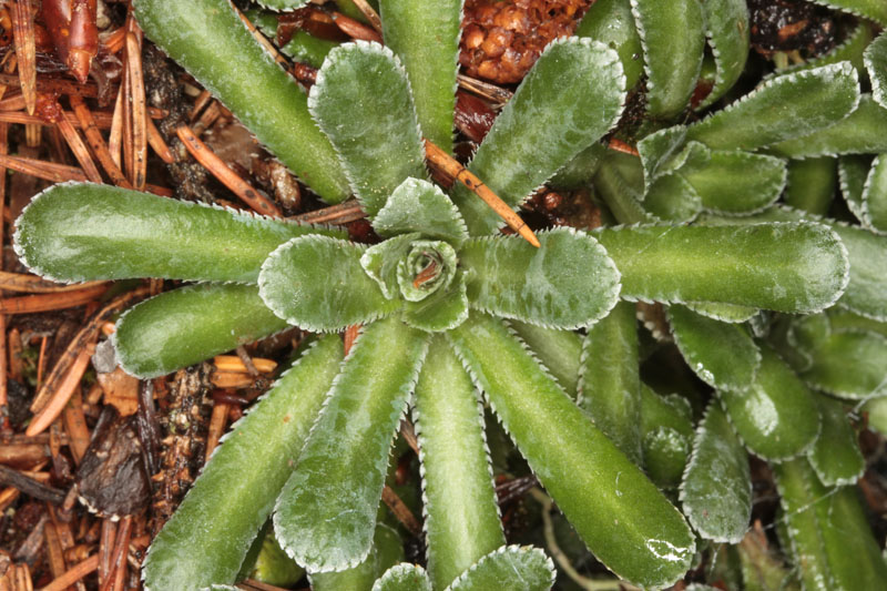 Saxifragacées - Saxifraga sp 4 - Savoie Beaufortain 1600 m red 2.jpg