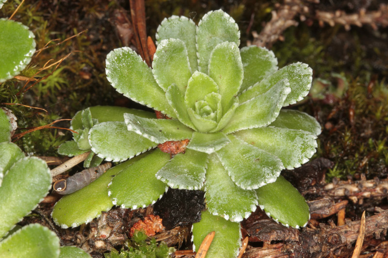 Saxifragacées - Saxifraga sp 4 - Savoie Beaufortain 1600 m red 3.jpg