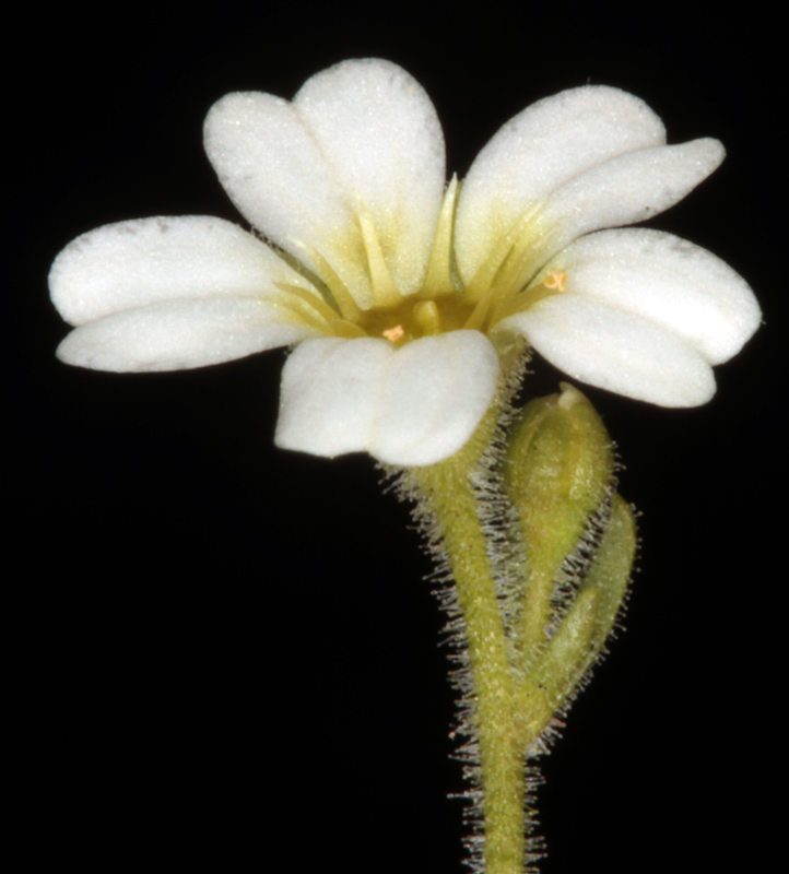 Saxifragacées - Saxifraga exarata red 2.jpg