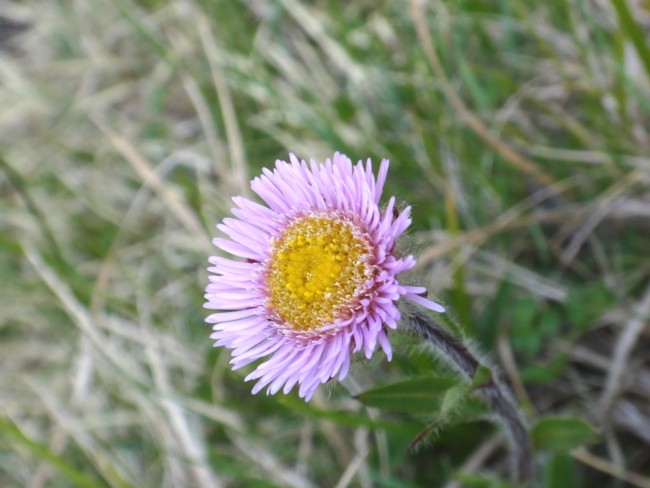 51b-Erigeron alpiniformis.jpg