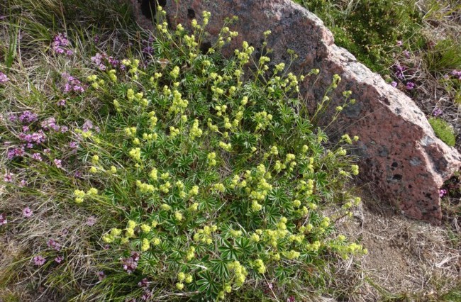 52b-Alchemilla alpina.jpg