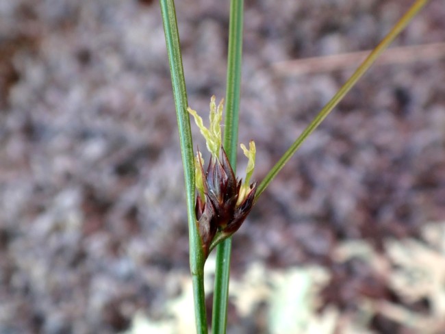 56b-Juncus trifidus.jpg