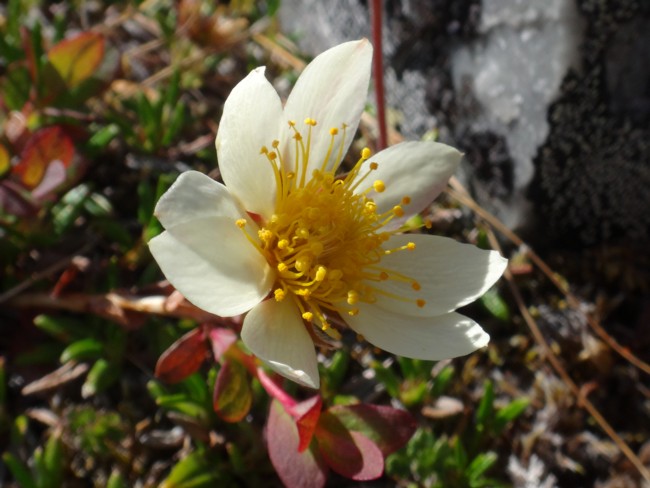 57b-Dryas integrifolia.jpg