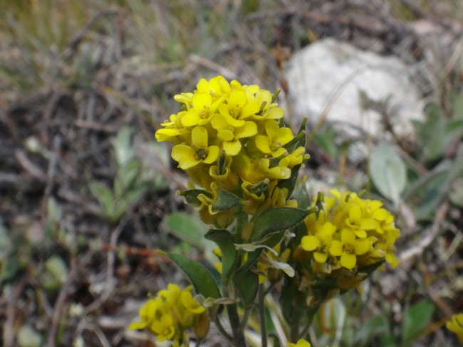 59-Draba aurea.jpg