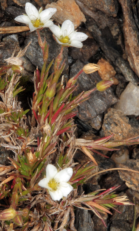 Caryophyllacées - Minuartia laricifolia subsp. diomedis red 1.jpg