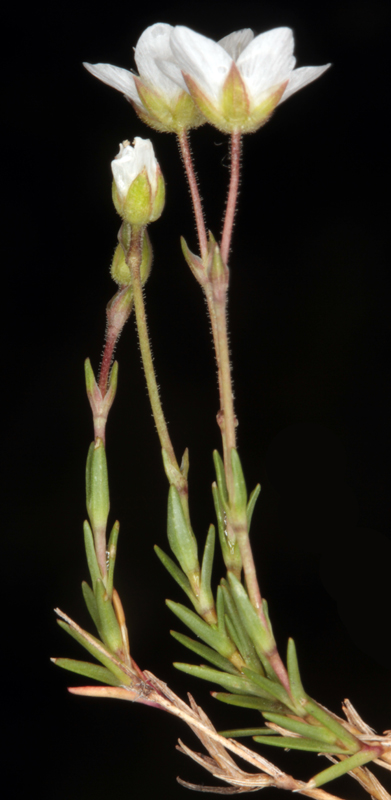 Caryophyllacées - Minuartia laricifolia subsp. diomedis red 2.jpg