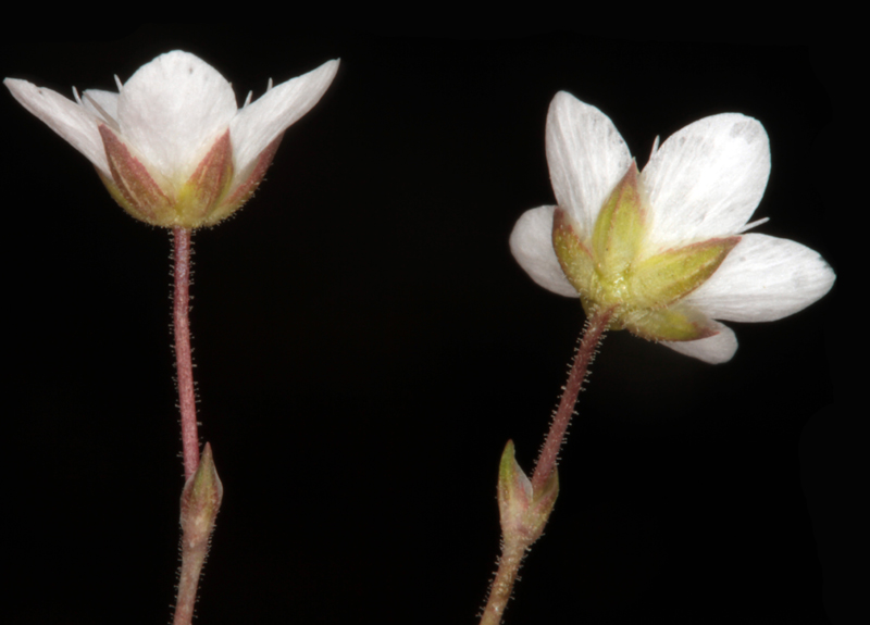 Caryophyllacées - Minuartia laricifolia subsp. diomedis red 3.jpg