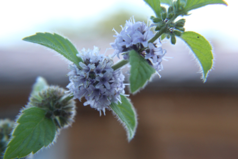 Mentha pulegium 02.jpg