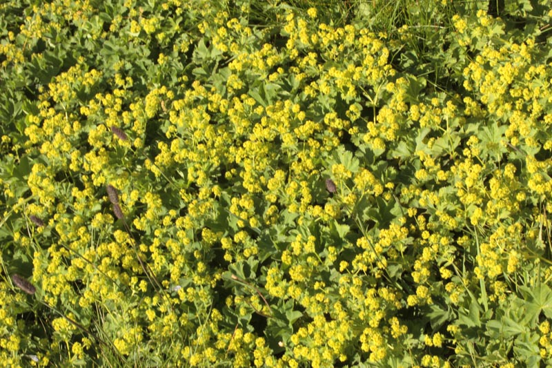 Rosacées - Alchemilla sp 2 - Savoie Galibier 2500 m red 1.jpg