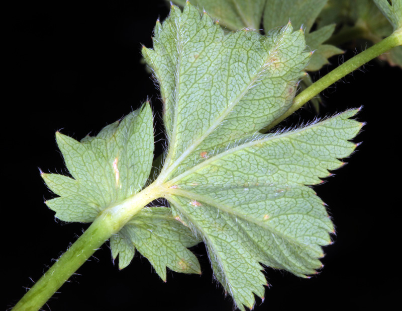 Rosacées - Alchemilla sp 2 - Savoie Galibier 2500 m red 3.jpg